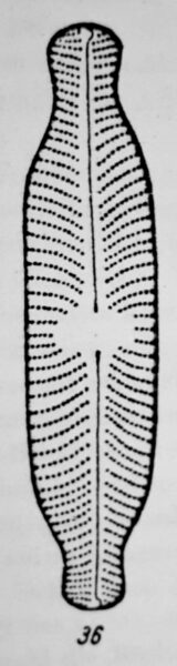 Navicula Abiskoensis Orig Desc Plate