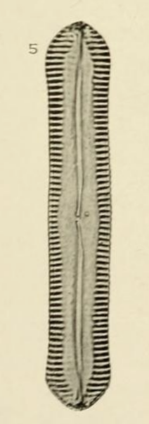 Navicula Cuneicephala Orig