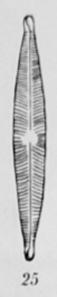 Navicula Leptostriata Orig Desc Plate