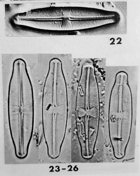Sellaphora Stauroneioides Orig Desc Plate