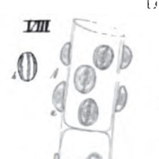 Cymbella pediculus orig illus