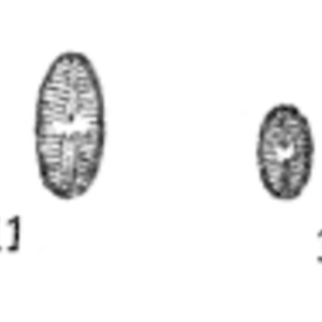 Satomoides Orig Drawings