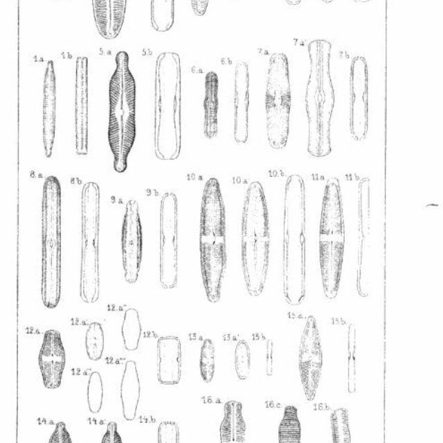 Neidium bisulcatum original image2