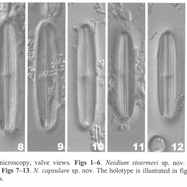 Neidium capsulare orig img