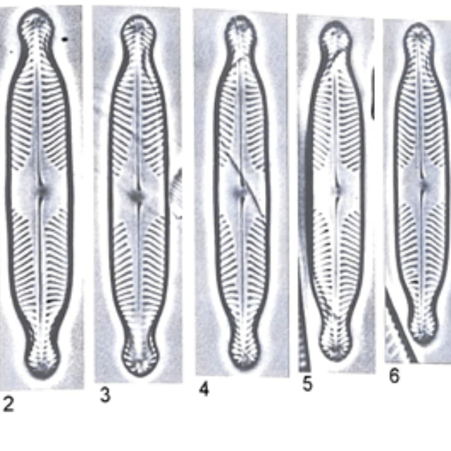 Pinnularia subanglica org illus