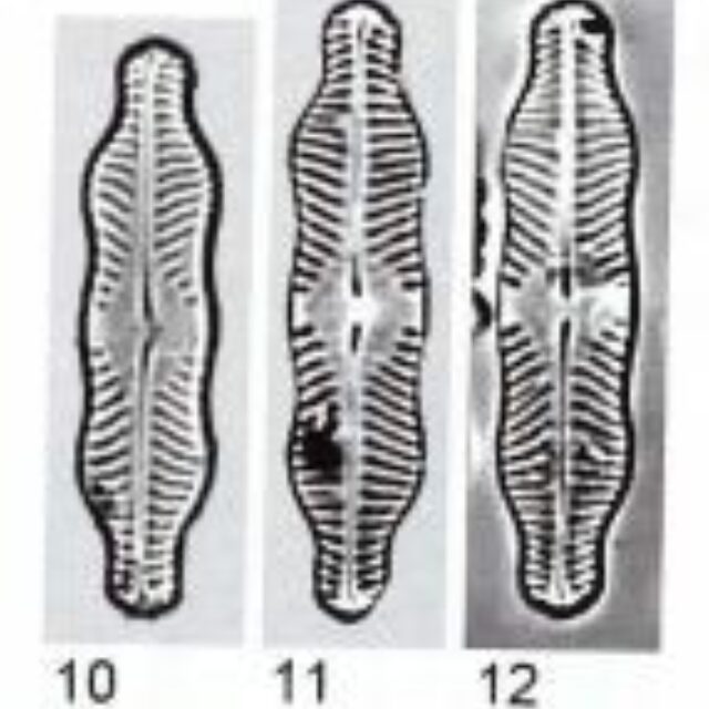 Pinn pluvianiformis org img