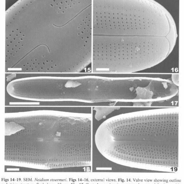 Neidium stoermeri original SEM