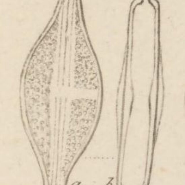 Anomoeoneis Sphaerophora F Sculpta Orig Illus2