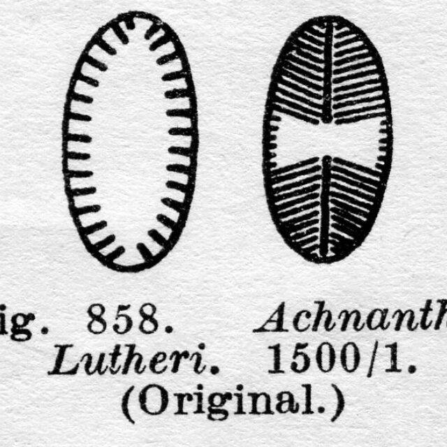 Achnanthes lutheri orig illus