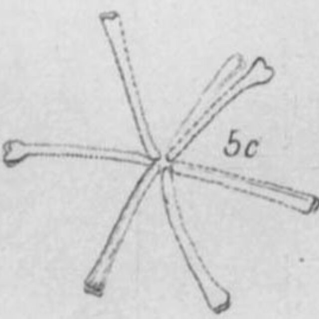 Actinella punctata orig illus 3