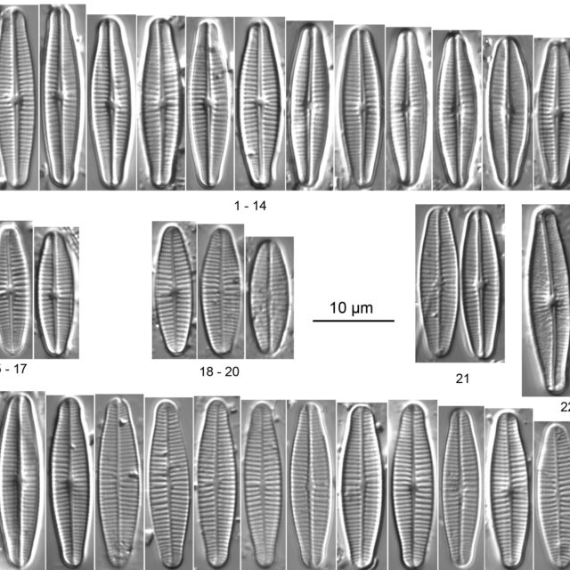 Achnanthidium druarti orig illus