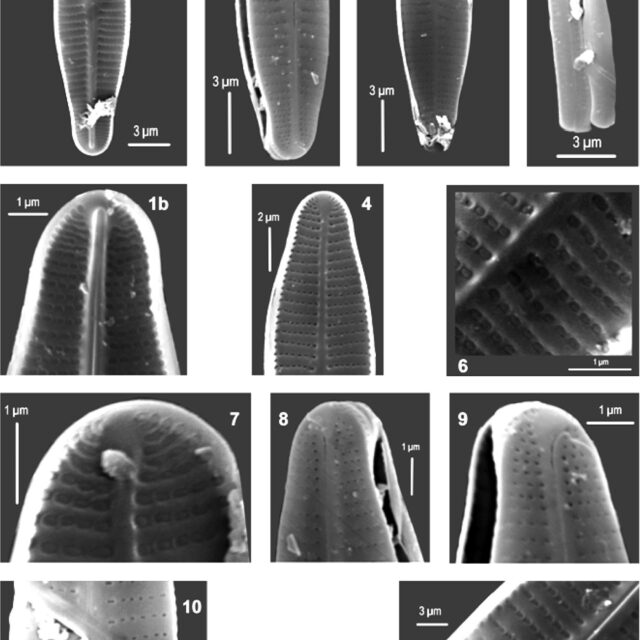 Achnanthidium druartii orig illus 2