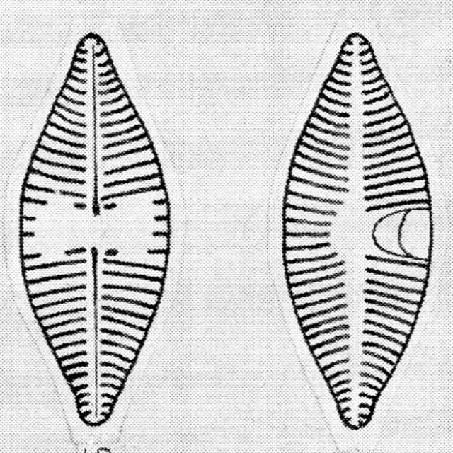 Achnanthes lanceolatoides orig illus