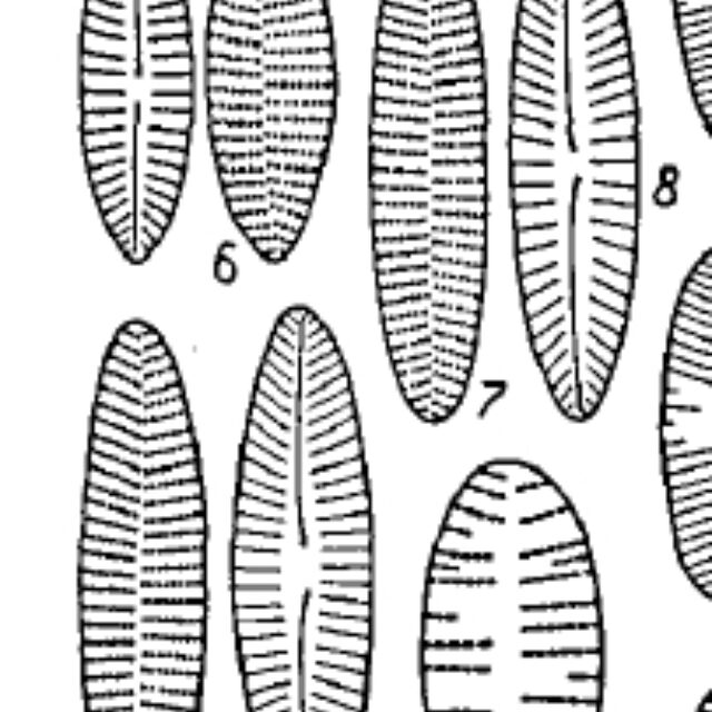 Achnanthes kraeuselii orig illus