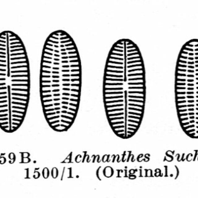 Achnanthes suchlandtii orig illus