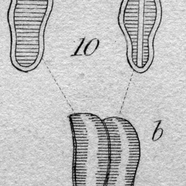 Achnanthes coarctata orig illus