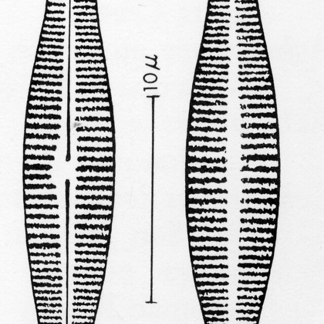 Achnanthes deflexa orig illus