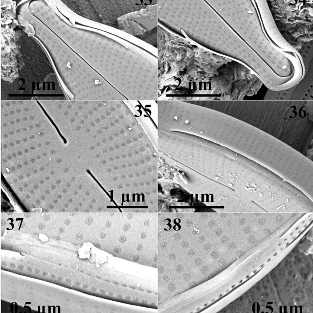 Adlafia multnomahii  SEM 2