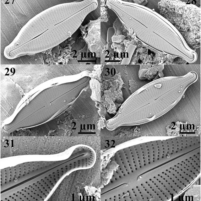 Adlafia multnomahii  SEM 1