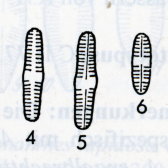 Achnanthes kriegeri orig illus