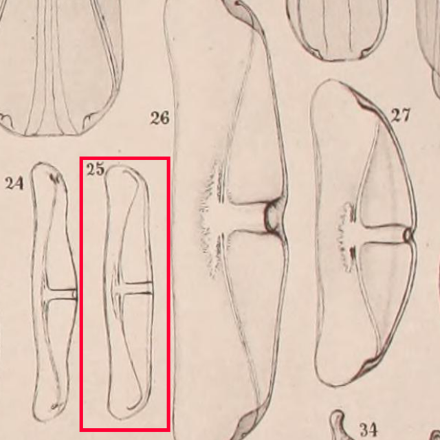 Amphora delphinea minor orig illus