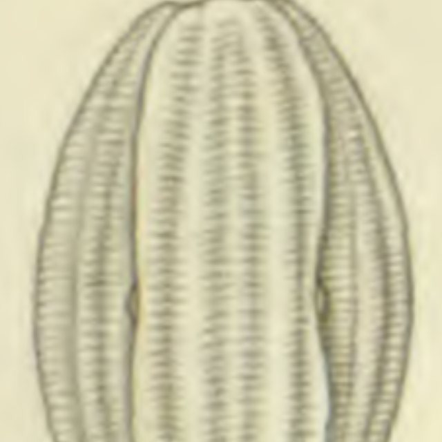 Amphora sulcata orig illus