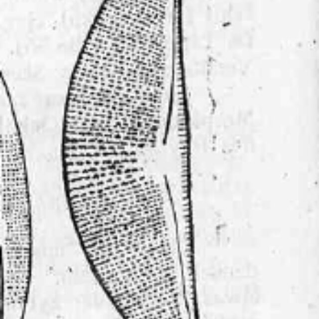 Halamphora elongata orig illus