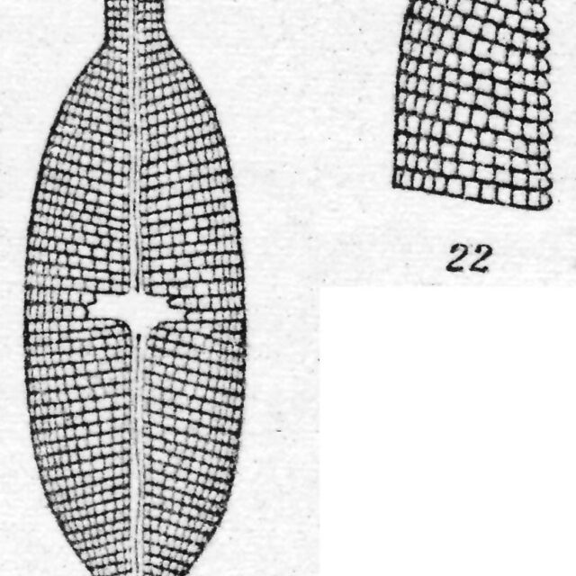 Navicula pseudotuscula orig illus