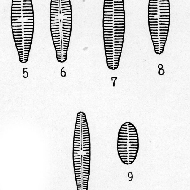  Achnanthes pyrenaica orig illus