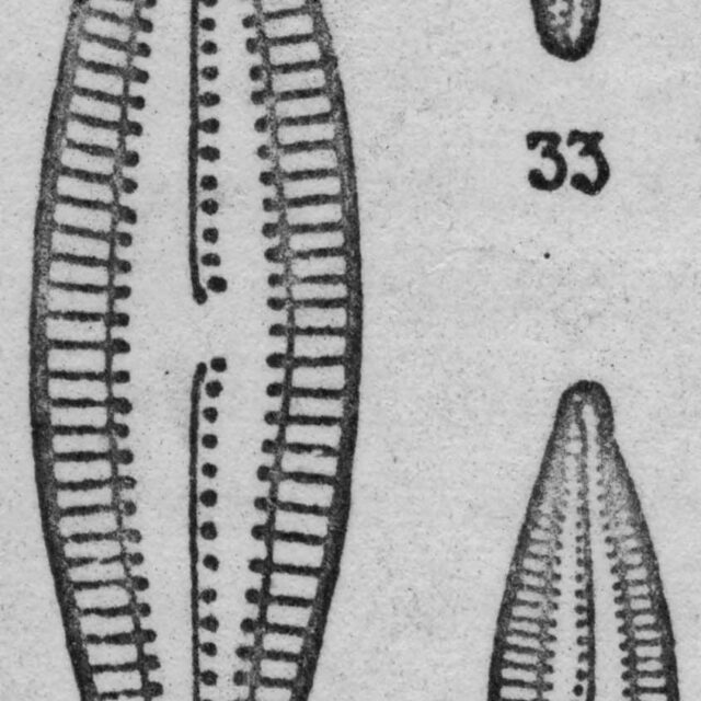  Navicula circumtexta orig illus