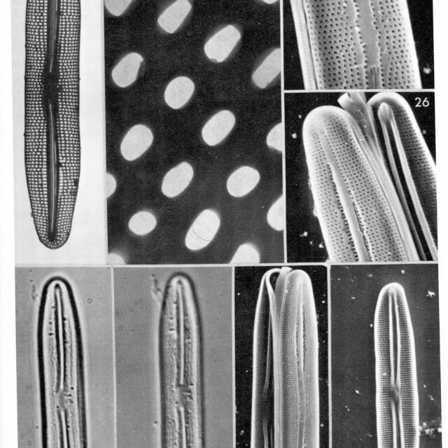 Berkella linearis orig illus