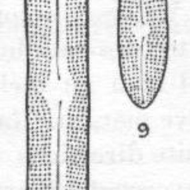 Navicula pseudosilicula var. olympica orig illus