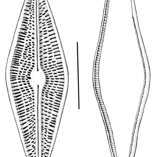 Brachysira arctoborealis orig illus 3