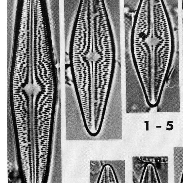 Brachysira brebissonii Ross "Morphotyp major"