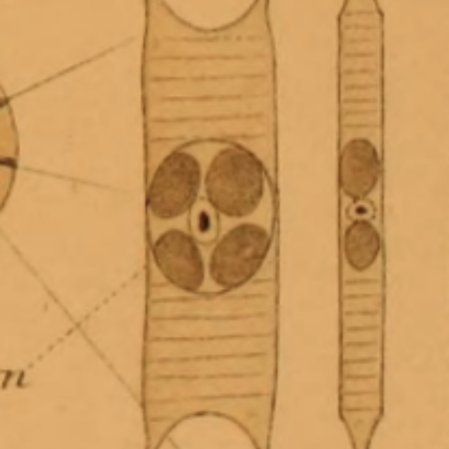 Attheya zachariasii orig illus