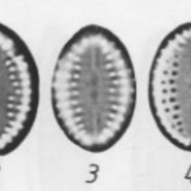 Cocconeis pseudothumensis orig illus