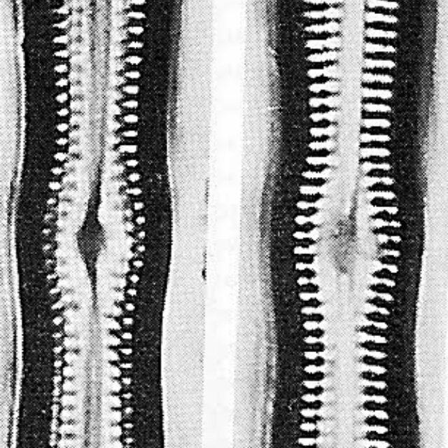 Caarctica Lectotype