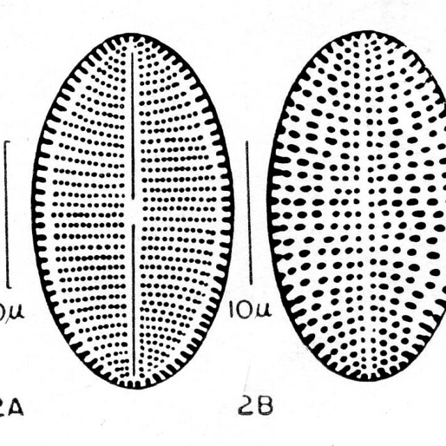 Cocconeis fluviatilis orig illus