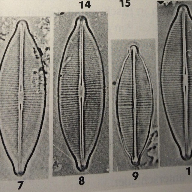 Craticula accomodiformis orig illus