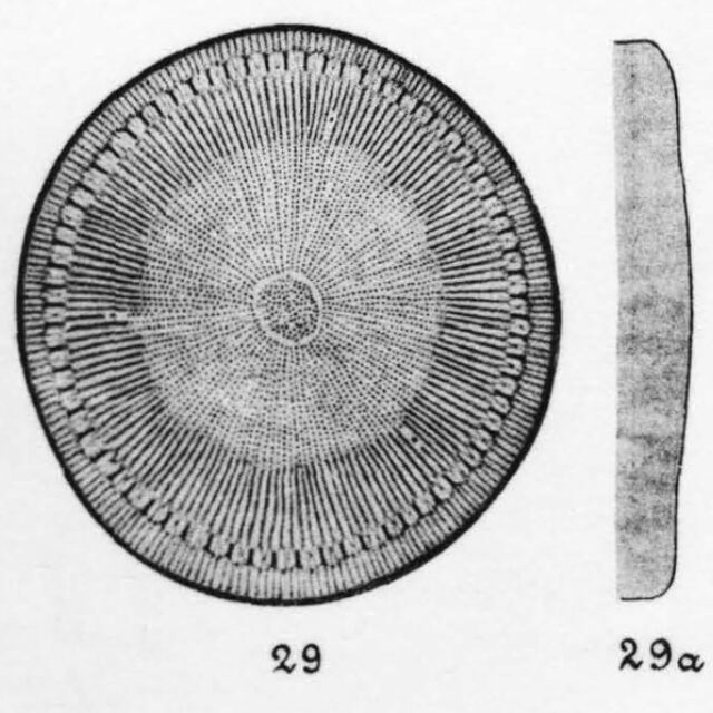 Cyclotella bodanica orig illus