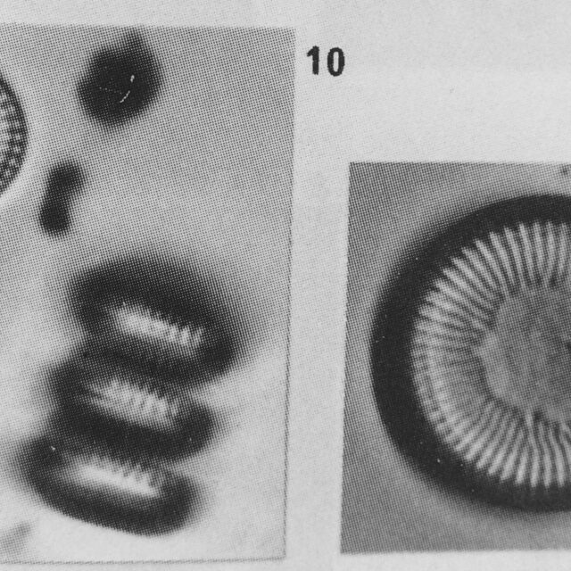 Cyclotella delicatula orig illus