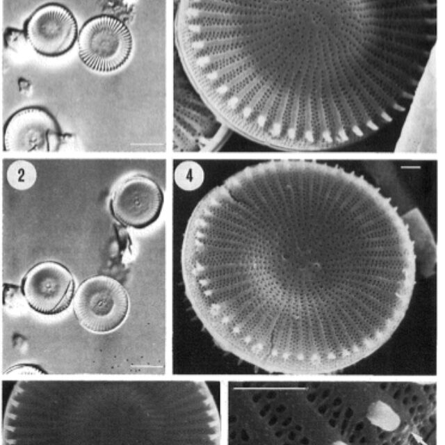 Cyclotella tholioformis orig illus