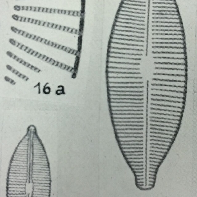  Navicula accomoda orig illus