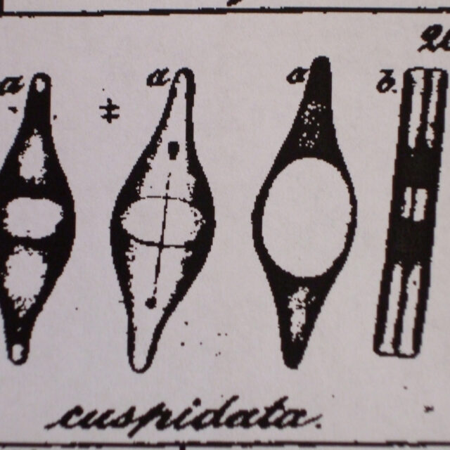 Frustulia cuspidata orig illus