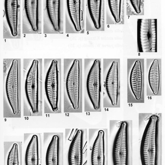 Cyclotella excisiformis orig illus
