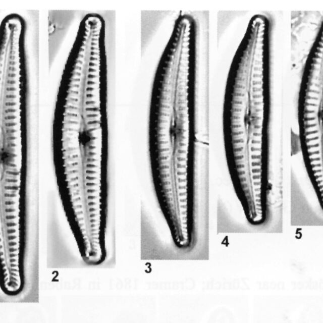 Cyclotella excisiformis orig illus 2