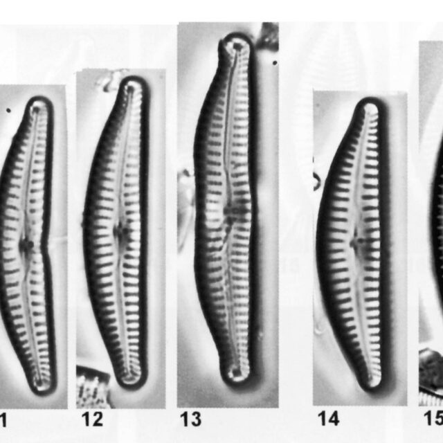 Cyclotella excisiformis orig illus 3