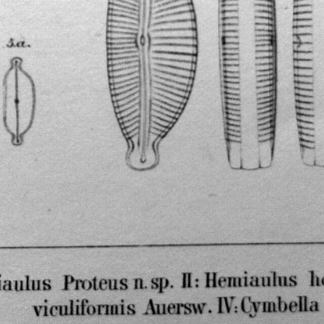 Cymbella naviculiformis orig illus