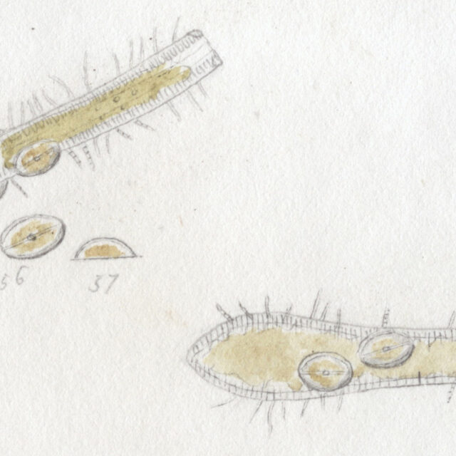 Cocconeis pediculus orig illus