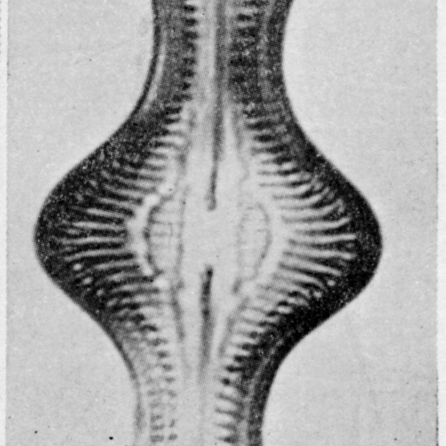 Caloneis lewisii orig illus